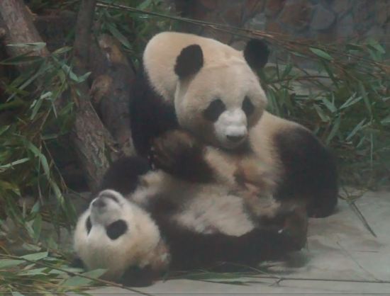 panda mummy and baby